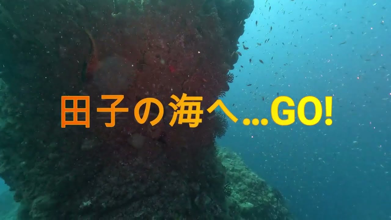 4K60fps 西伊豆田子ダイビング ＜2024.10.13＞