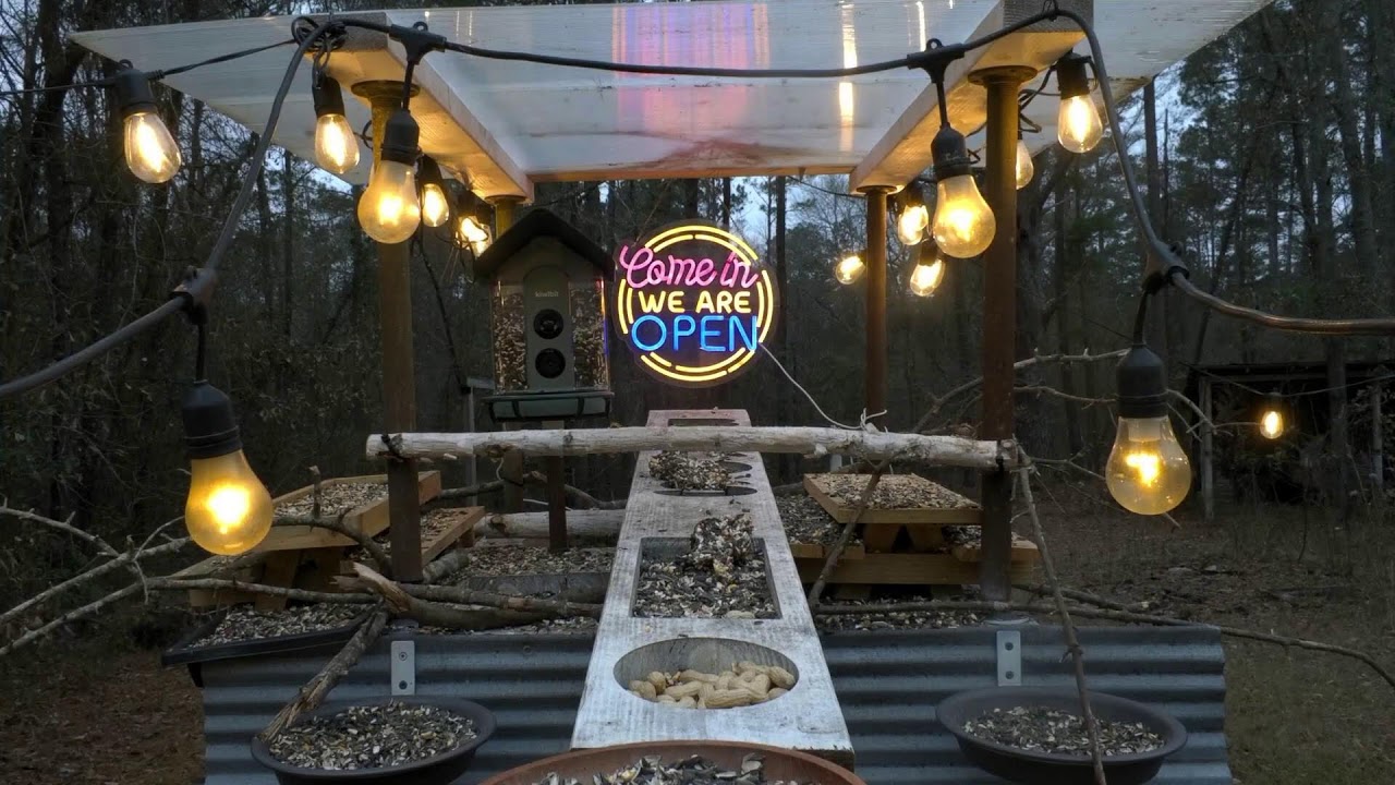 🔴 LIVE – Cozy Backyard Bird Feeder Stream 🕊️🌿✨