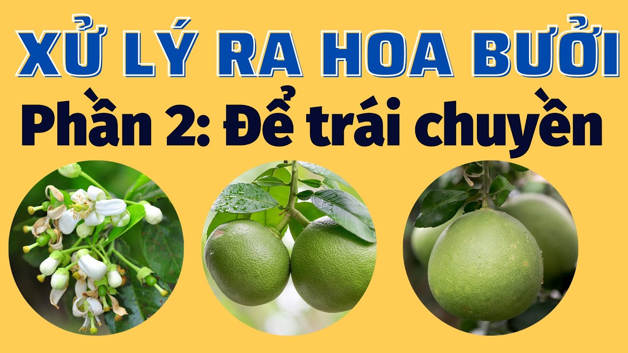 Bưởi để trái chuyền | Phần 2: Xử lý ra hoa bưởi cho trái chuyền bằng cách lảy lá | Tuốt lá cành nhện