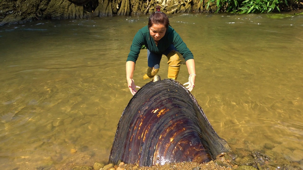 Unbelievable, the pearl inside the clam dug out of the mud is so big and beautiful