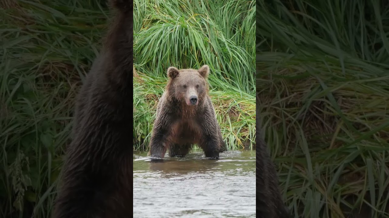 Close Encounters with Alaska Grizzlies #alaskaroadtrip #grizzlies #bears
