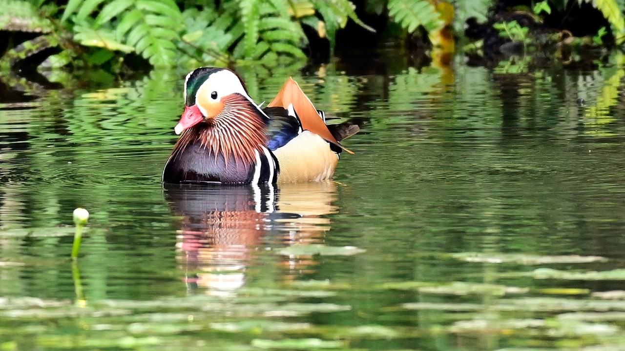 Feb 09,2026 鴛鴦 Mandarine Duck at 福山植物園
