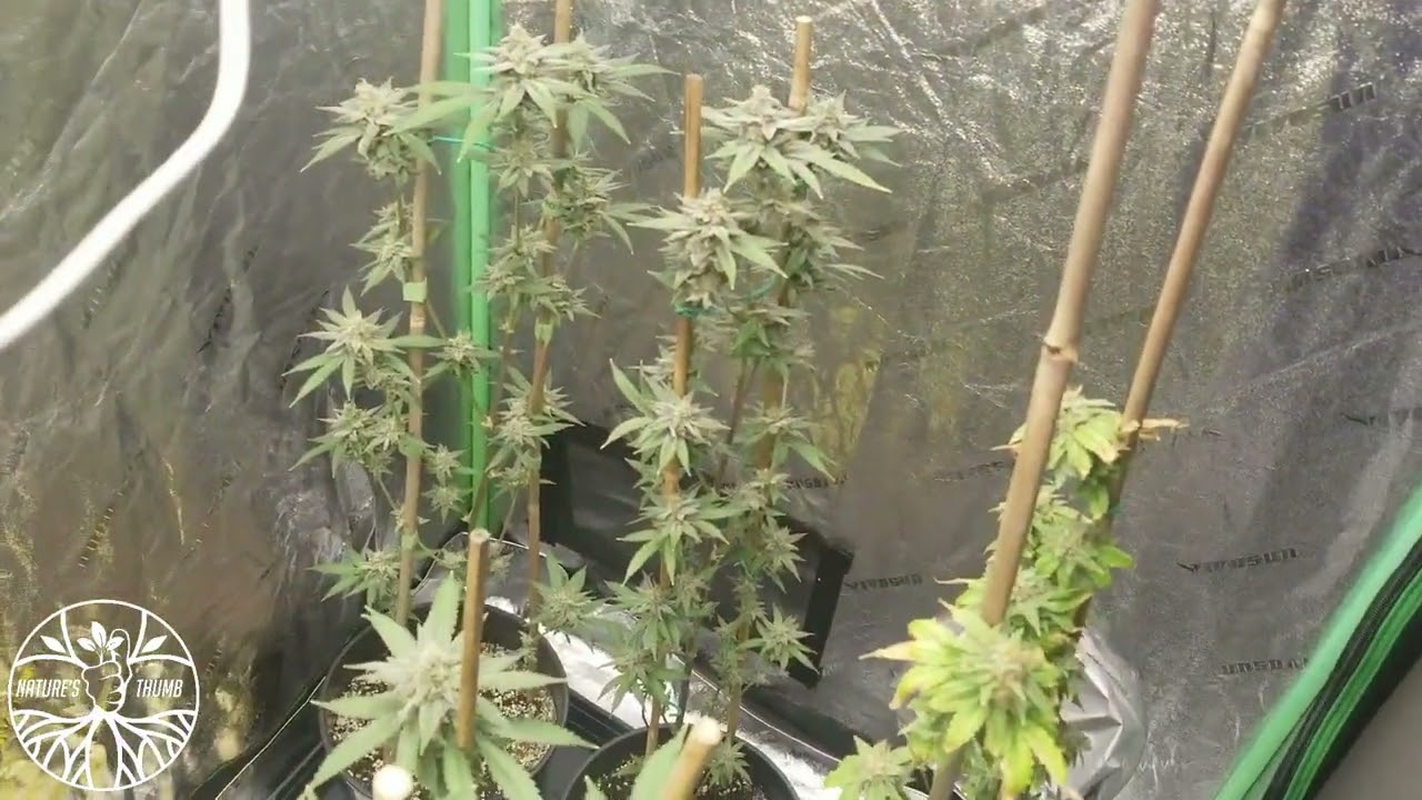 Flowering Clones Cheesecake Cookies   Cherry Cindy   Cherry Louis Session 3