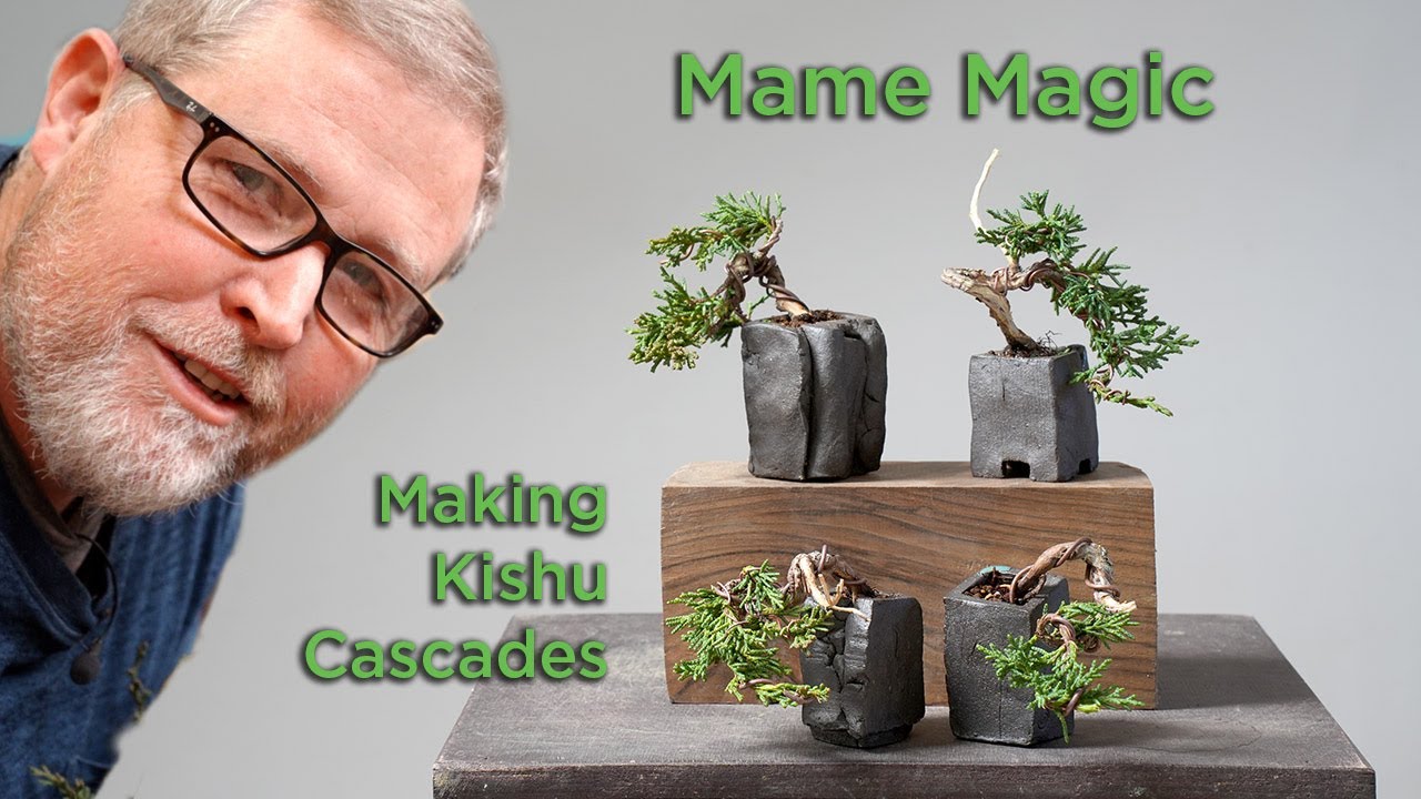 Bonsaify | Making Mame Magic: Juniper Cascades
