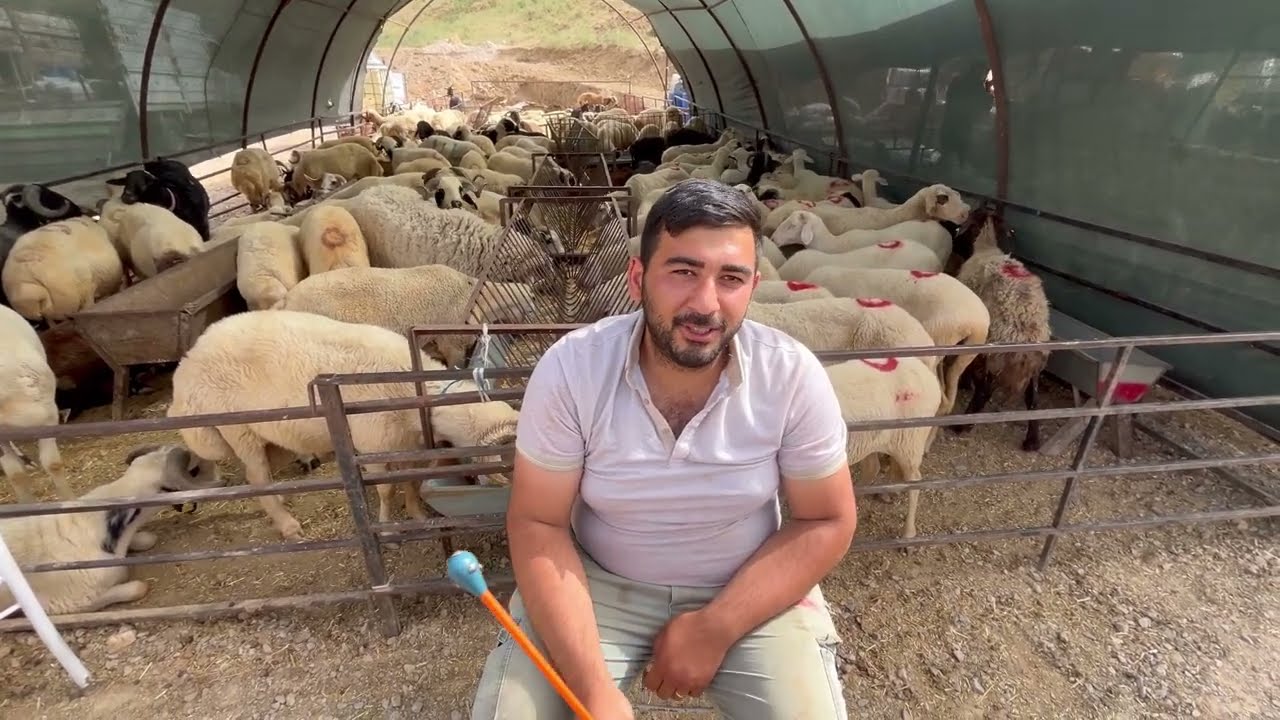 İZMİR UZUNDERE KURBAN PAZARI.