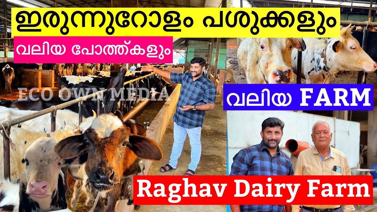 ഇരുന്നൂരിലതികം പശുക്കളും വലിയ പോത്തുകളും ഉള്ള വലിയ ഫാം കണ്ടാലോ | RAGAV DIARY FARM  | ECO OWN MEDIA