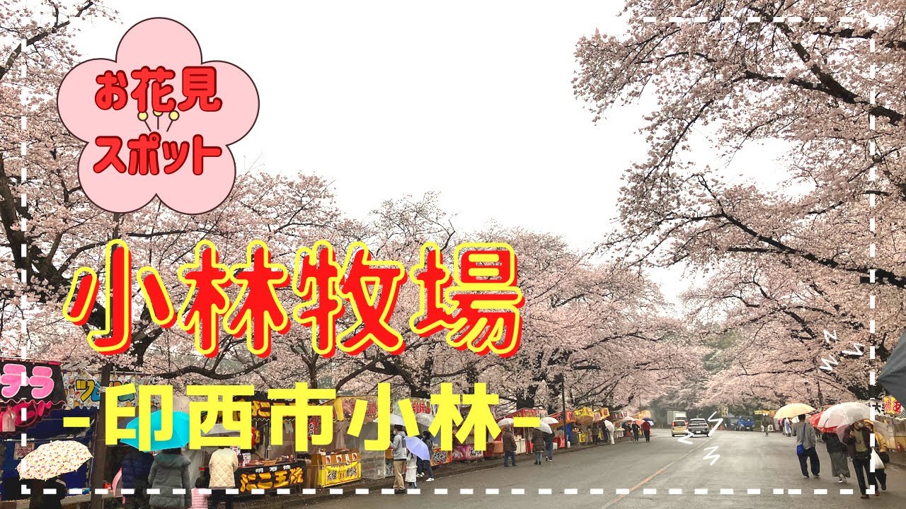 【印西市】小林牧場の桜を紹介！お祭り屋台も出店！