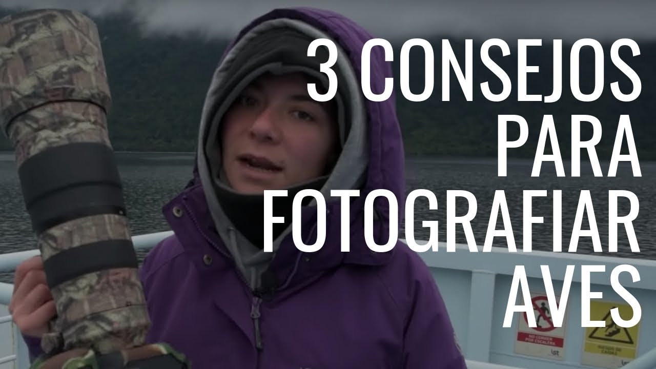 3 Consejos para fotografiar aves