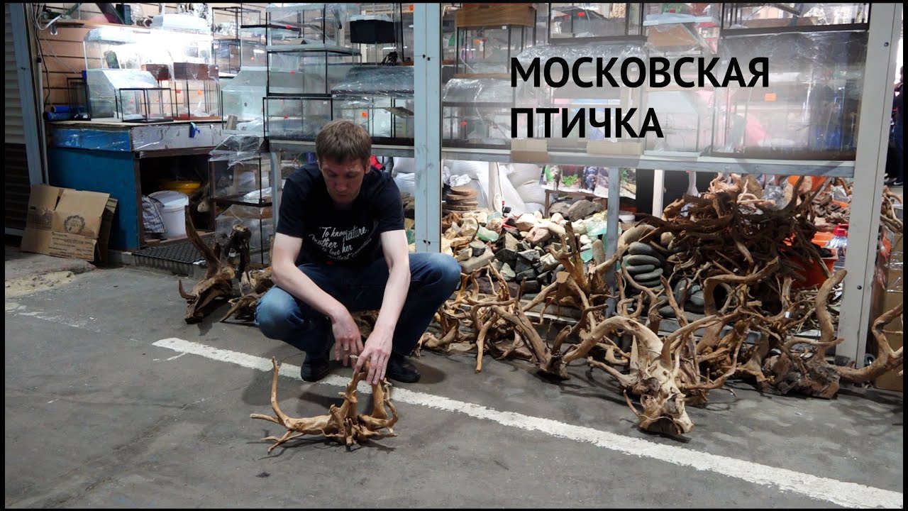 Московская Птичка. Разводня элитной рыбы. Пруды. Растения