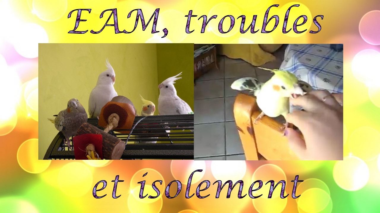 [Explications] EAM, TROUBLES, ISOLEMENT | Eam de complaisance, isolement, idées reçues