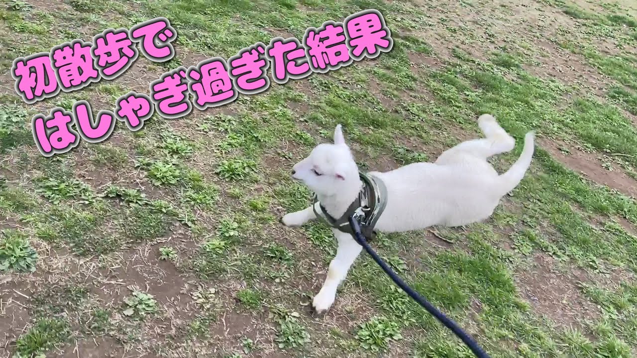初めて仔羊を散歩させたらとんでもなく時間が掛かる事態に