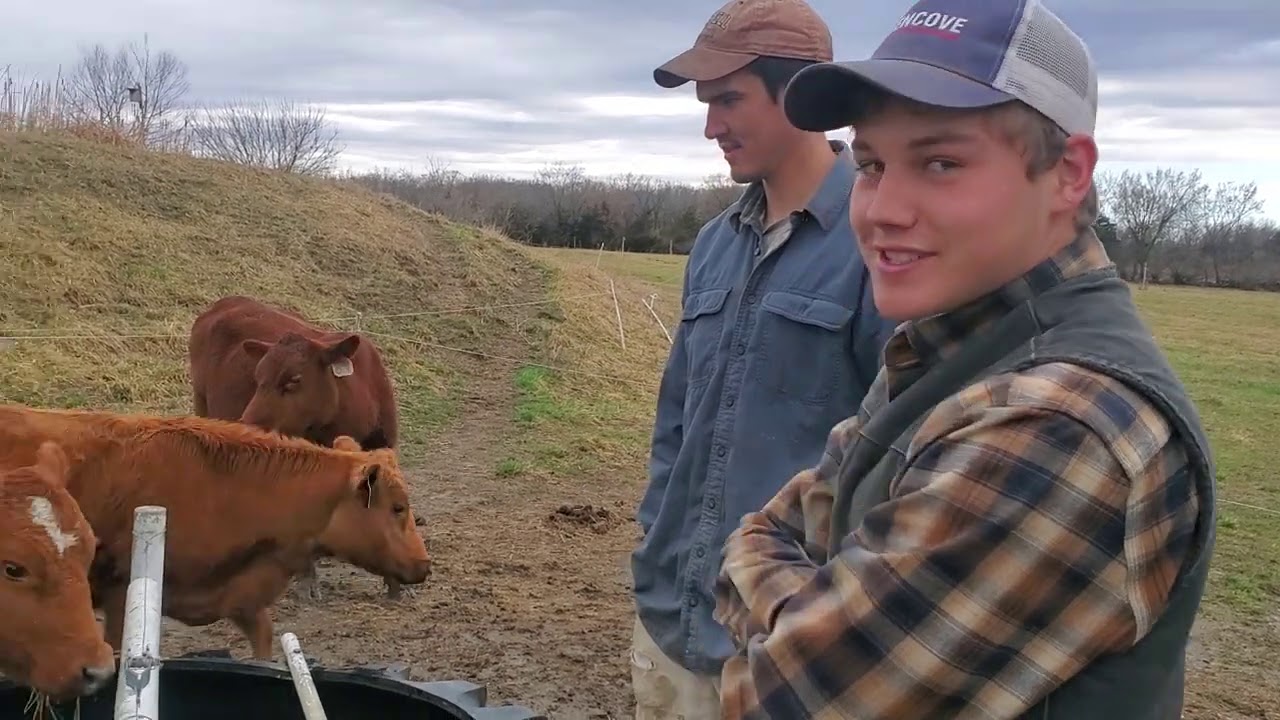 Greg is adding sea salt minerals to cattle mob.