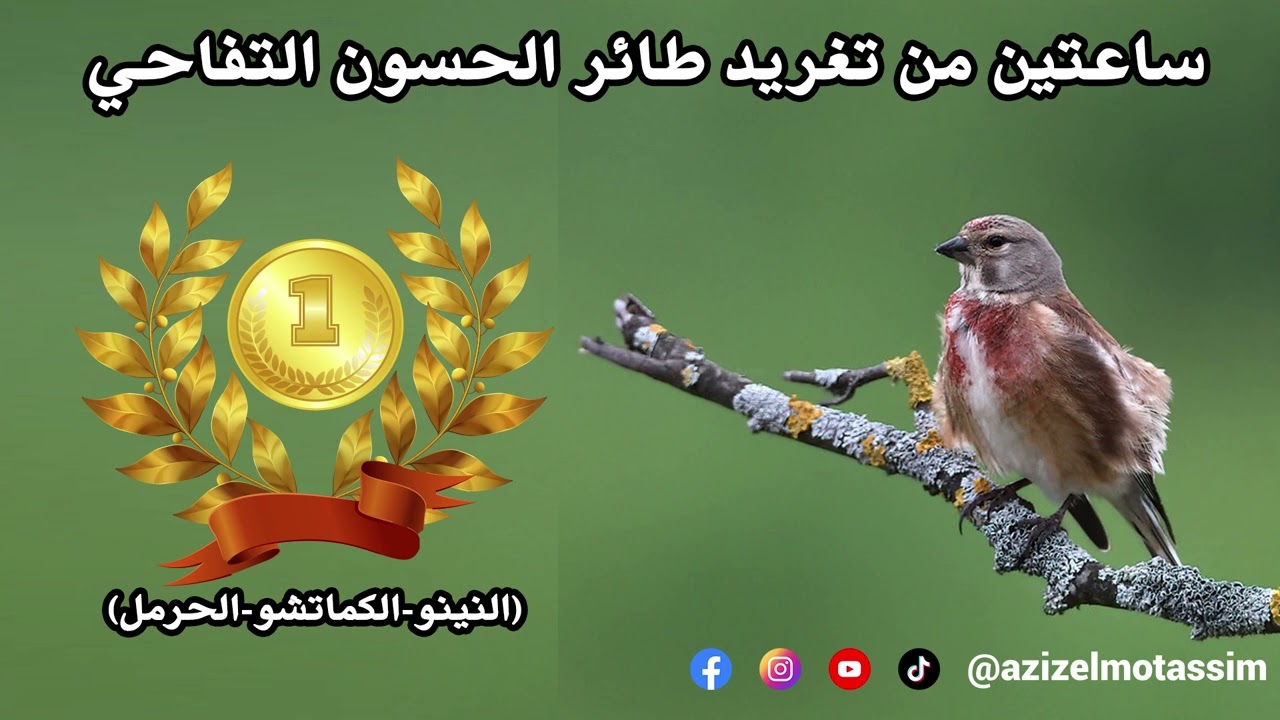 تغريد طائر الحسون التفاحي (النينو-الكماتشو-الحرمل) خالي من الأخطاء