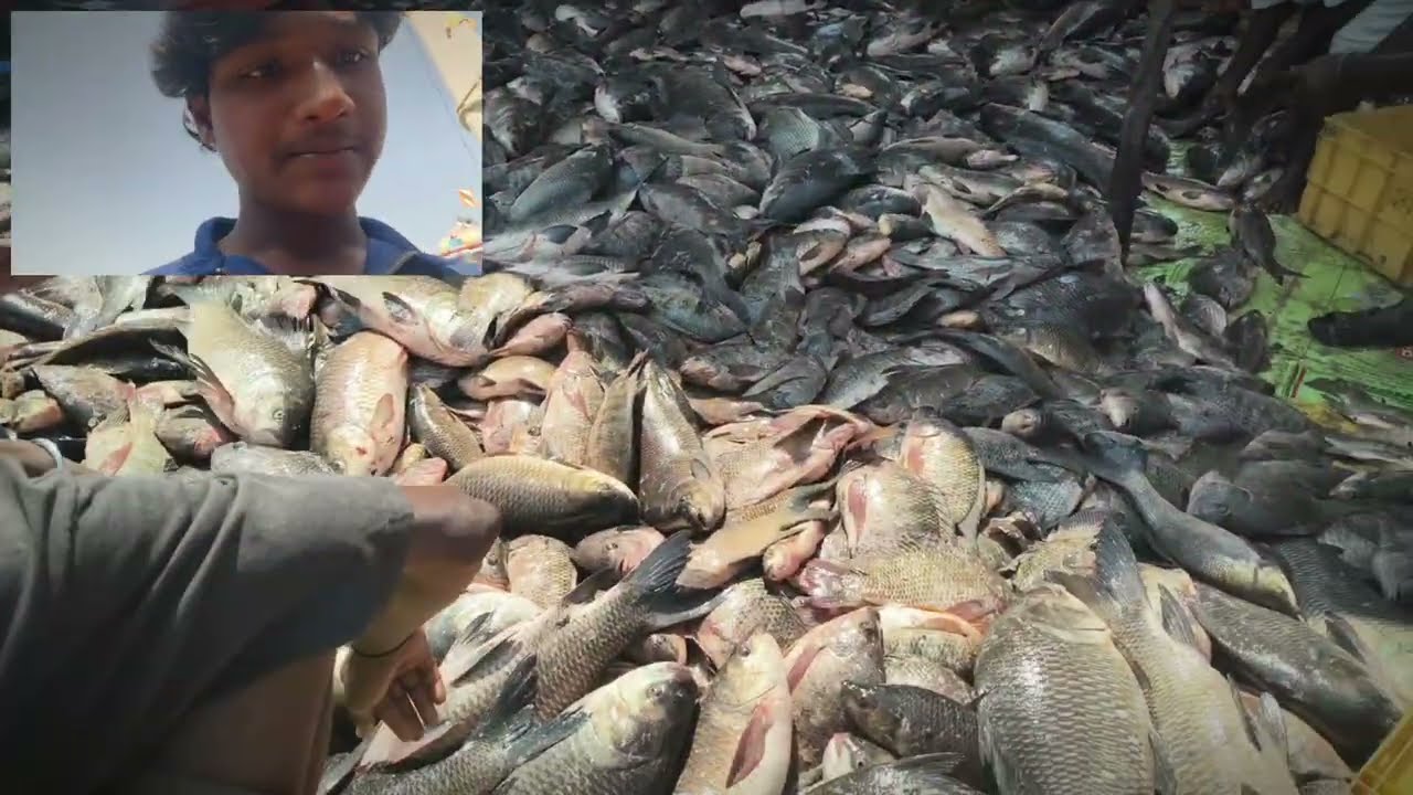 Village Fishing Vlog Day 9 | Lucky Day! 🎣