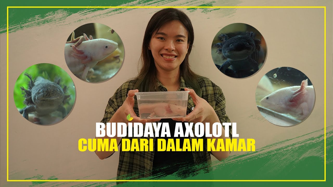 Budidaya Axolotl [NAGA AIR MEXICO] Cuma Dari Dalam Kamar