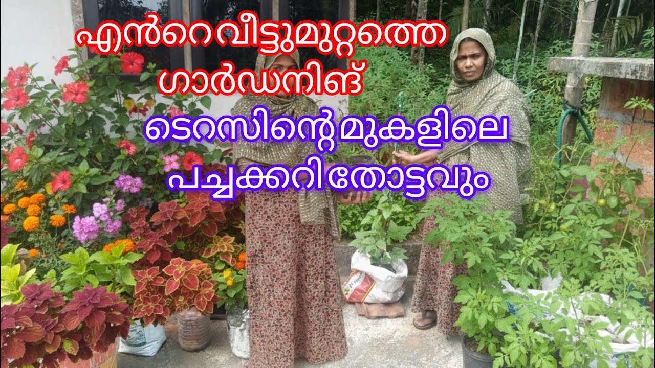 വീട് മുറ്റത്തെ ഗാർഡനിങ്ങും ടെറസിന്റെ മുകളിലെ പച്ചക്കറി തോട്ടവും 🌹🌱 house gardening and vegetable