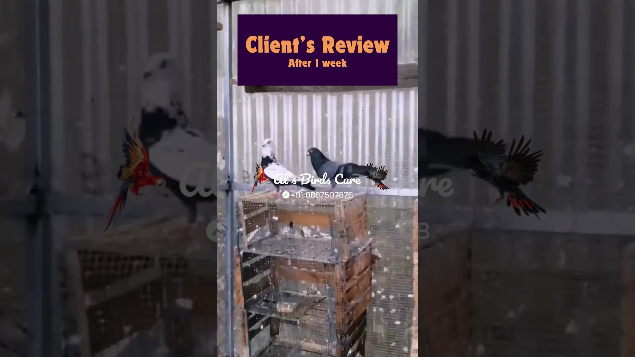 Pigeon Breeding Medicine 100% Solution | BREED-O-PLUS | Pigeon Breeding | BREED-O-PLUS Review