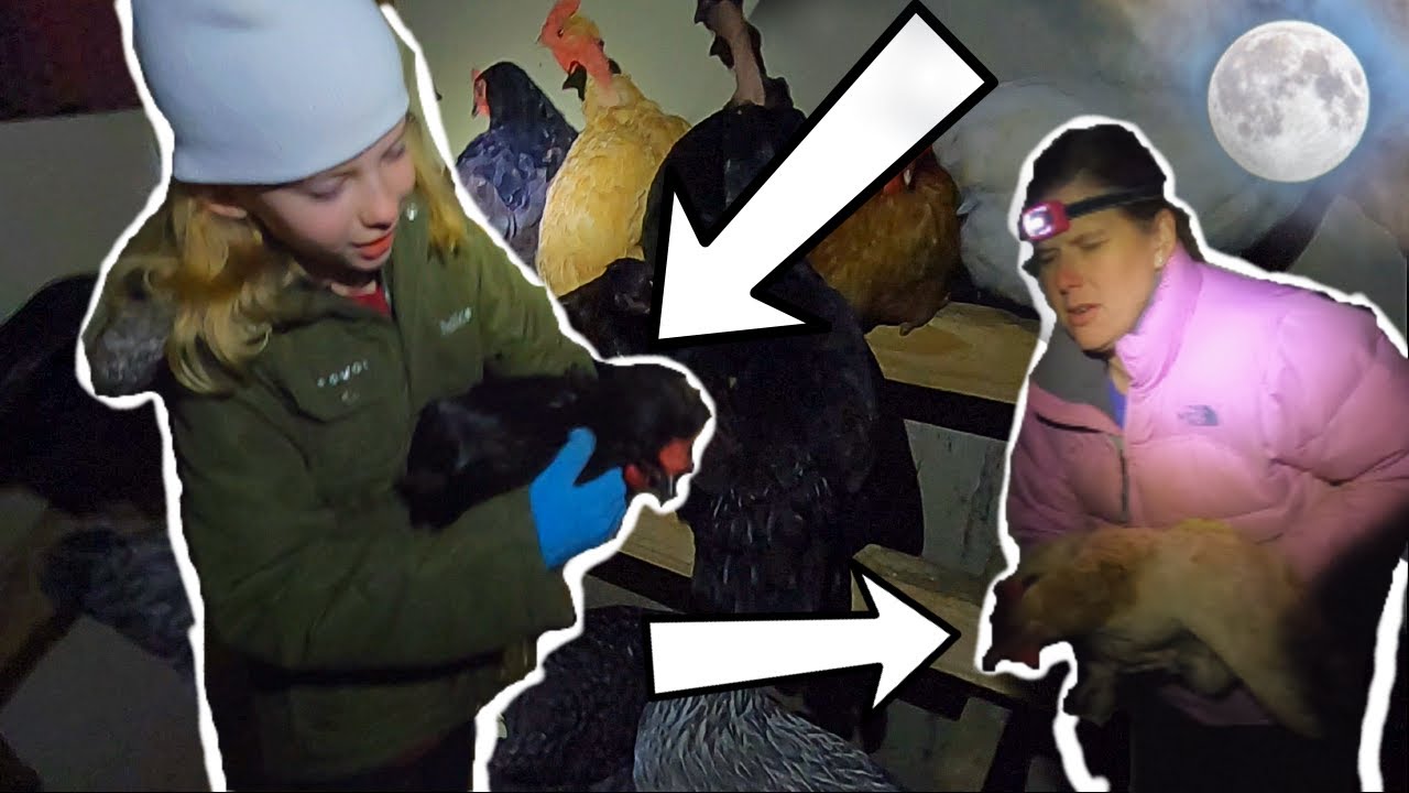 We HAVE TO Catch These Chickens TONIGHT!!!