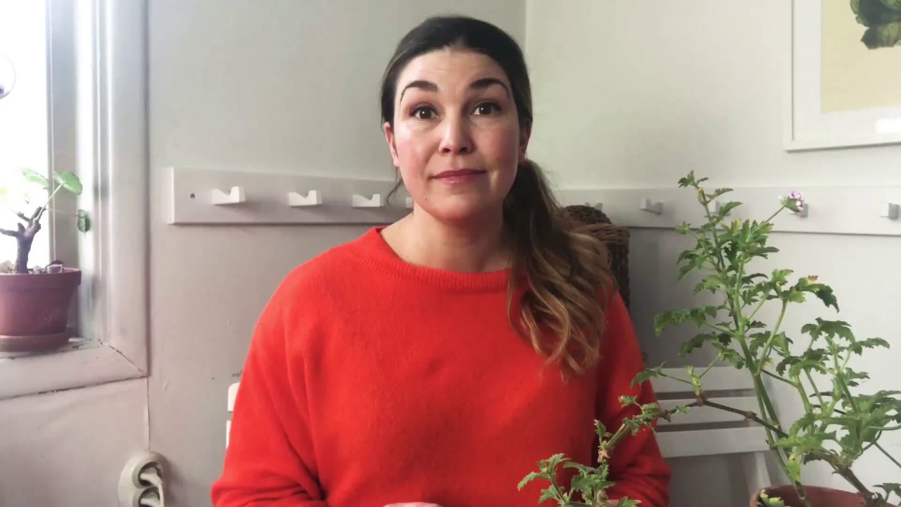F&ouml;nsterodla tomat - sorttips b&auml;sta f&ouml;nstertomaten ,  hur du odlar tomater i f&ouml;nstret och s&aring;dd
