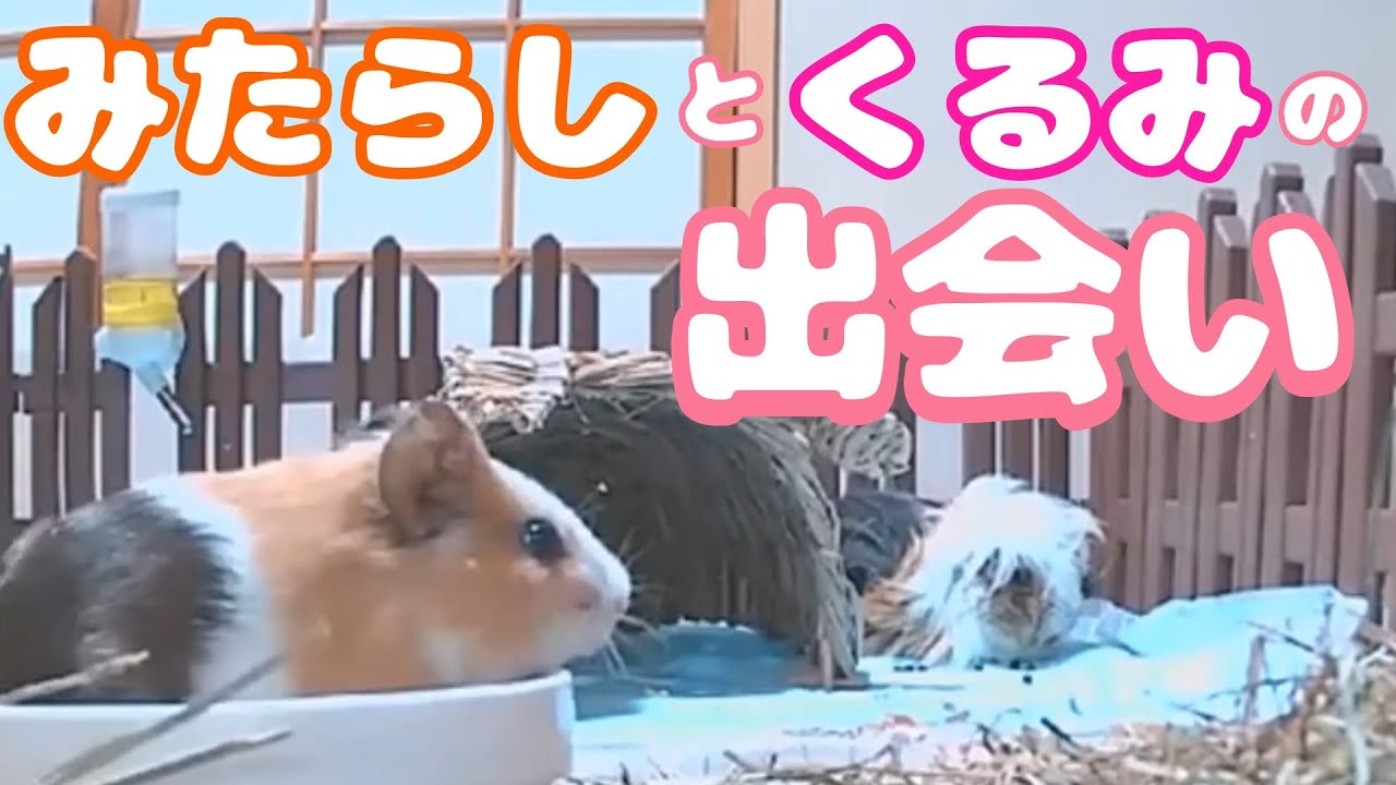 モルモット二匹の初めての出会い