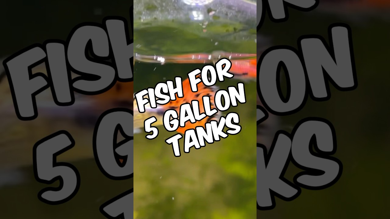 My Favorite Fish For 5-Gallon Tanks!