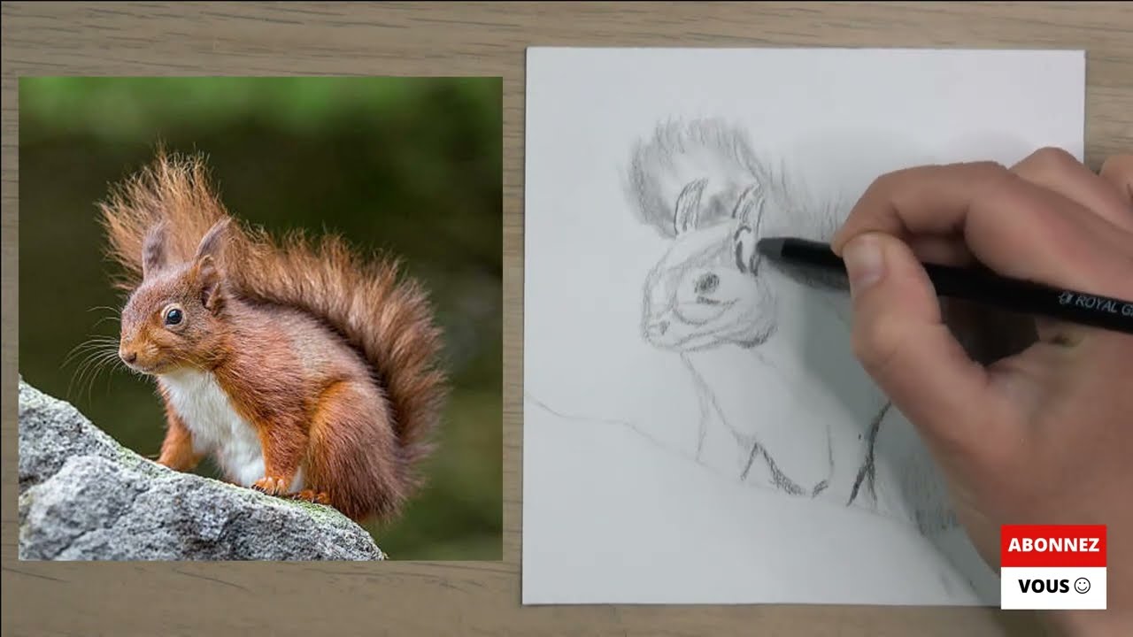 Débuter le dessin 🐿️ l'écureuil