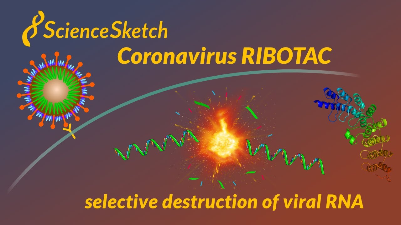 Coronavirus RIBOTAC Destroys Viral RNA