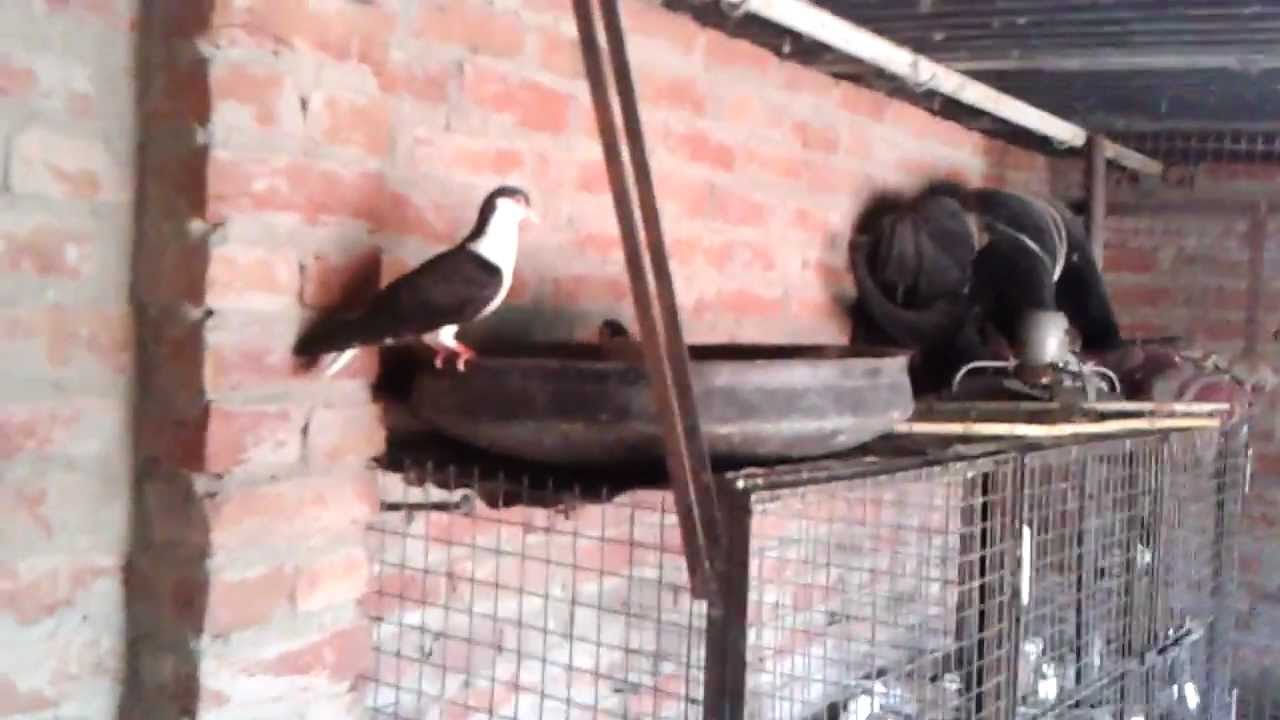 Agra Beautiful pigeons 11  India-Indian