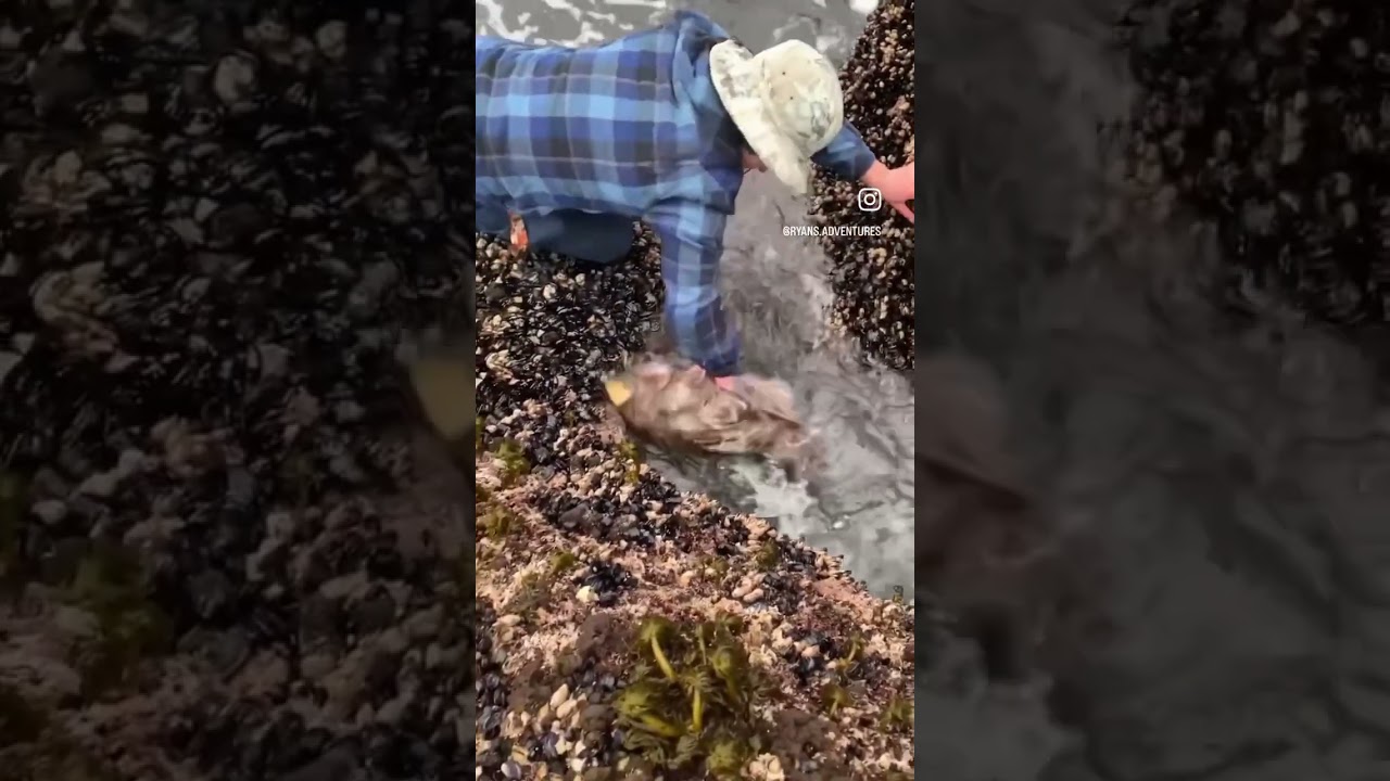 Massive lingcod on the jetties! #fish #fishing #catchandrelease #reel #rod #lingcod #humboldt
