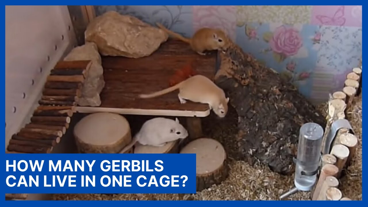 How Many Gerbils Can Live In One Cage?