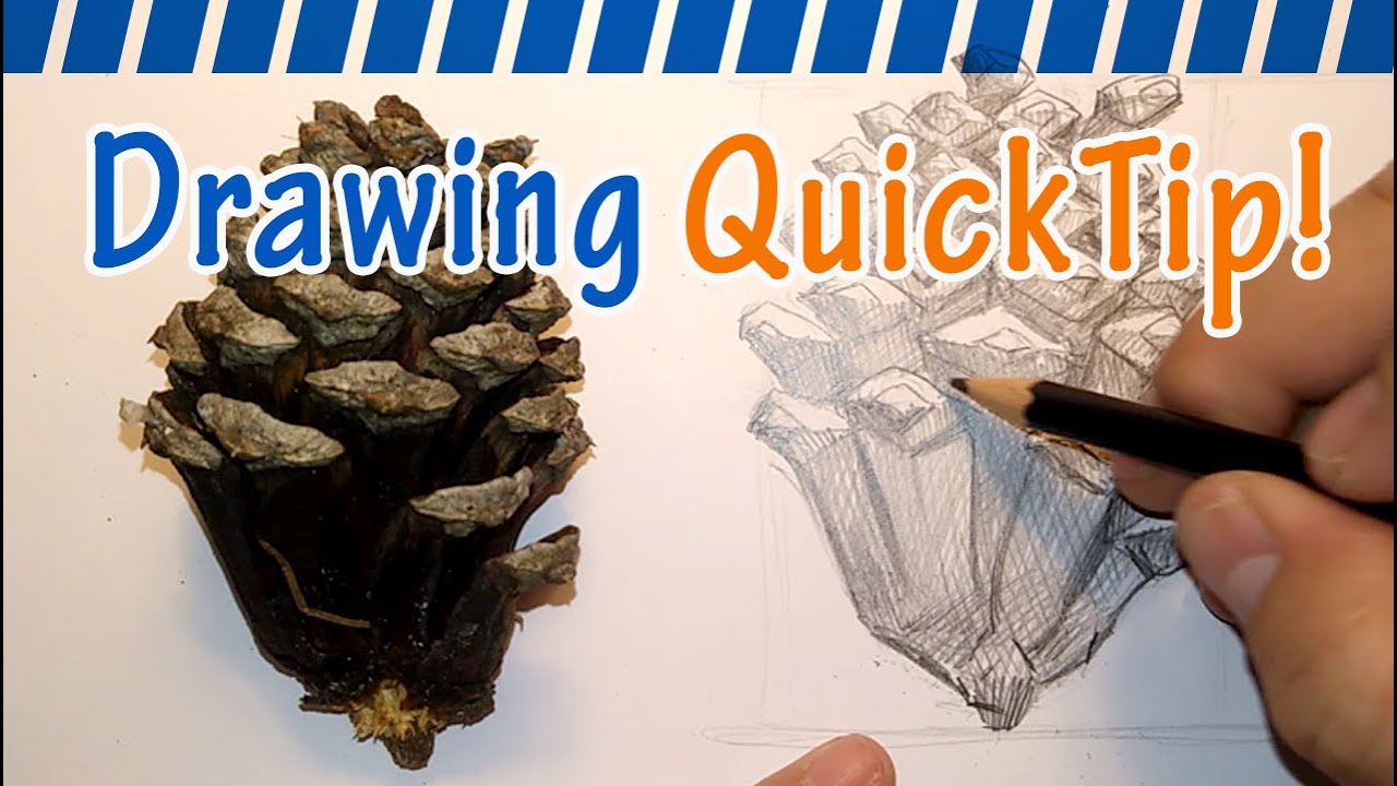 How to Draw a Pine Cone - Drawing QuickTip