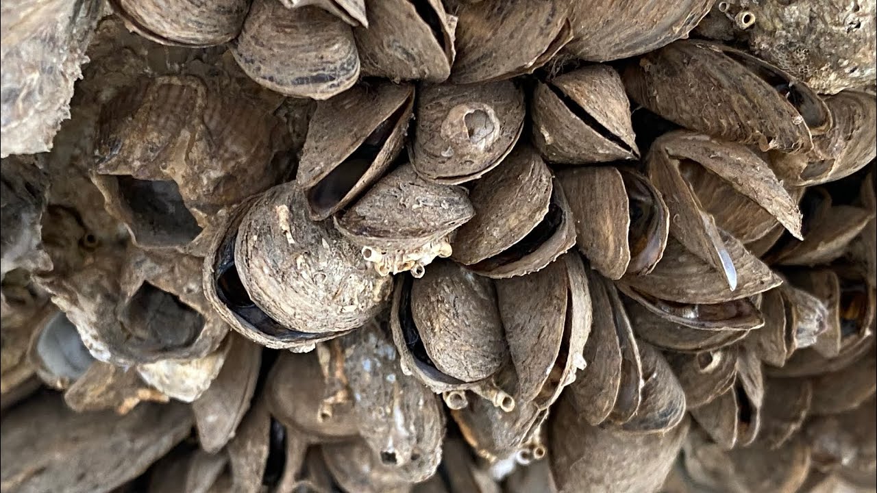 Barnacle Removal ASMR - Deep Boat Cleaning Satisfaction (149)