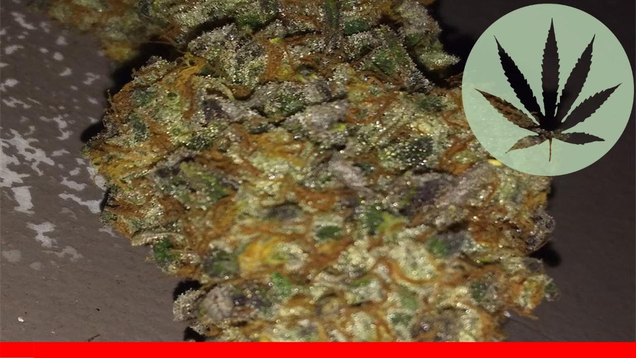 Purple Monkey Balls - All About This Strain
