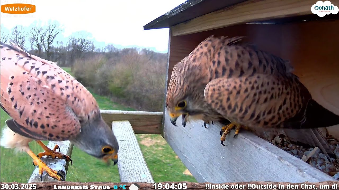 Turmfalke mit Brautgeschenk f&uuml;r seine Turmfalkin - Kestrel with bridal gift for his kestrel