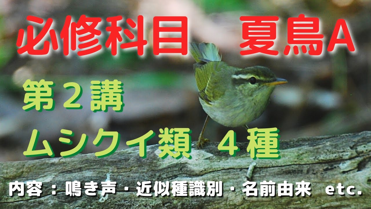 絶対に覚えたい夏鳥４種(ムシクイ類)