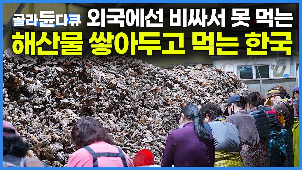 한국처럼 외국에서 팔면 한 그릇에 수십만 원? 까도 까도 넘쳐 흐르는 최고급 해산물｜굴을 대량생산하는 통영의 굴 양식장｜극한직업｜#골라듄다큐