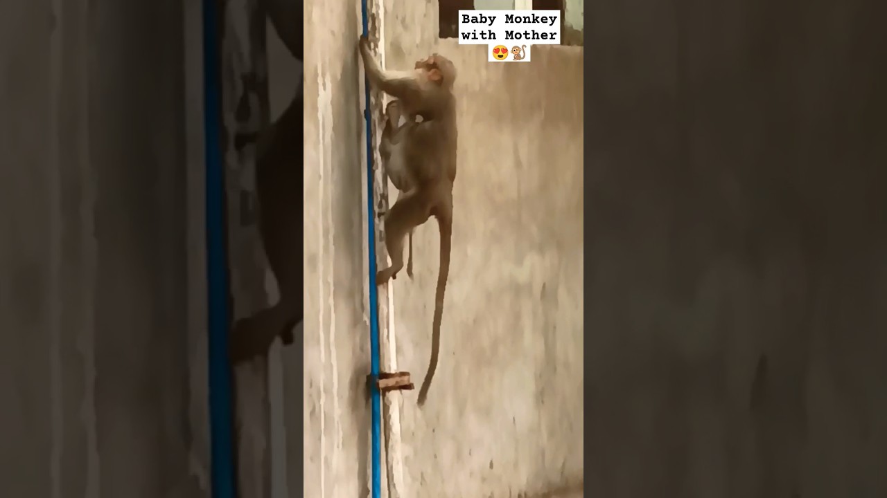 Cute Baby Monkey Hugging Mom😍🐒| Baby Monkey with Mother #monkey #shorts #babymonkey #