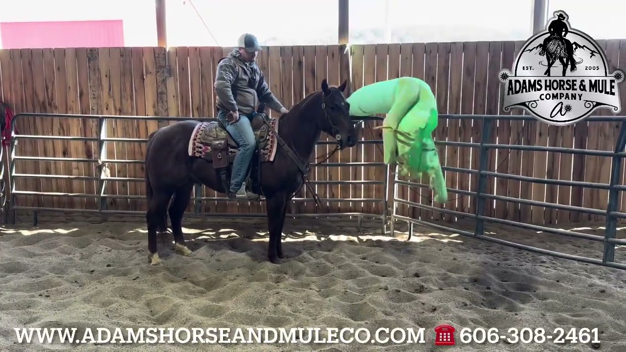 Barts Little Lefty www.AdamsHorseAndMuleCo.com  ☎️ 606-308-2461