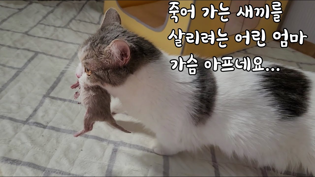 죽어 가는 새끼 고양이를 살리려는 어린 엄마고양이의 가슴 아픈 행동에 가슴이 무너집니다...