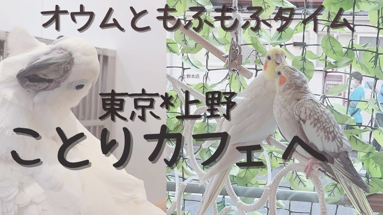 【ことりカフェ*東京上野*】オウムとインコに会ってきました*セキセイインコBird cafe癒しの空間アオメキバタン