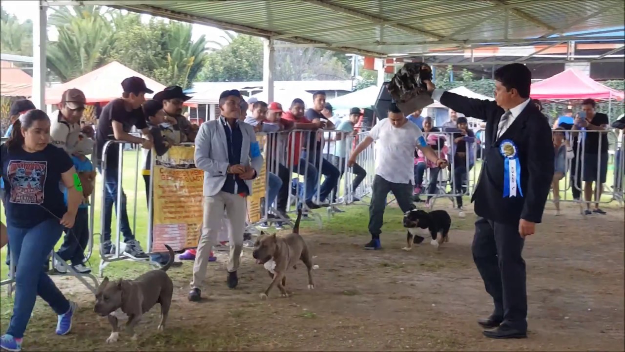 juez american bully best in show