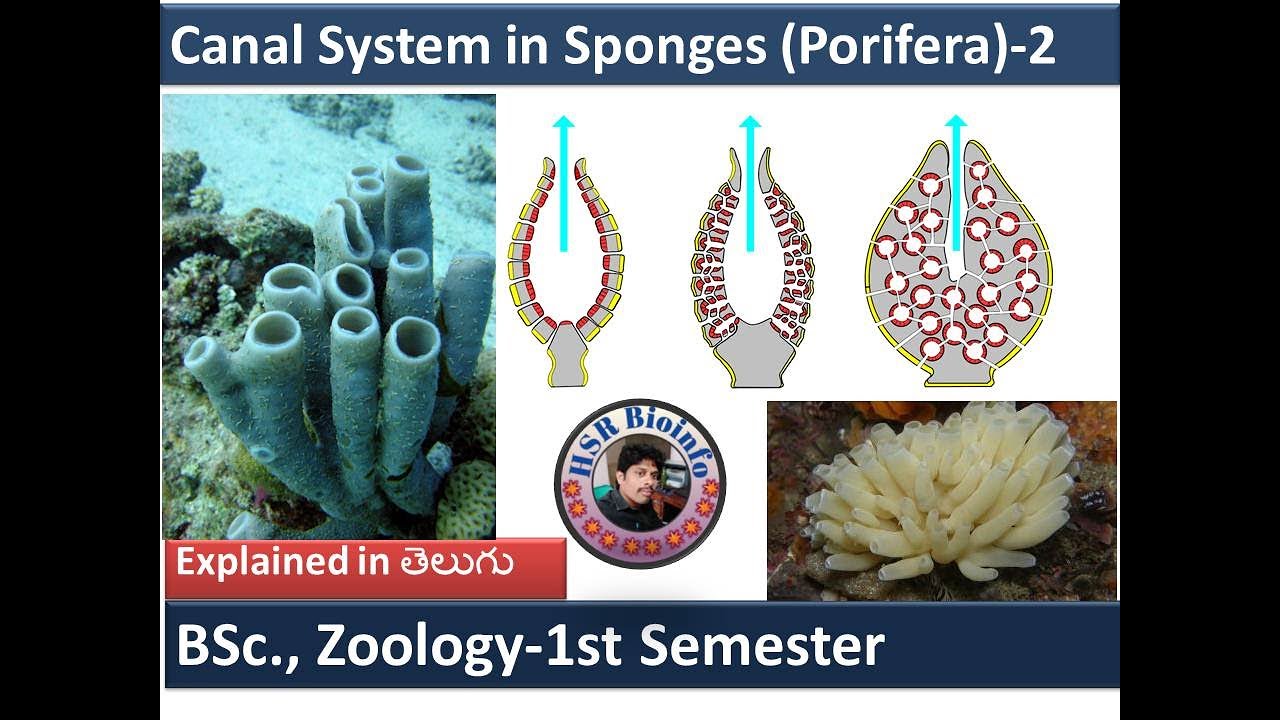 Canal System in Sponges -2|Types of Canal System in Sponges|Phylum Porifera| HSR Bioinfo