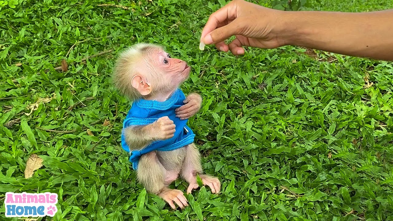 Dad takes care of and trained baby monkey BiBi