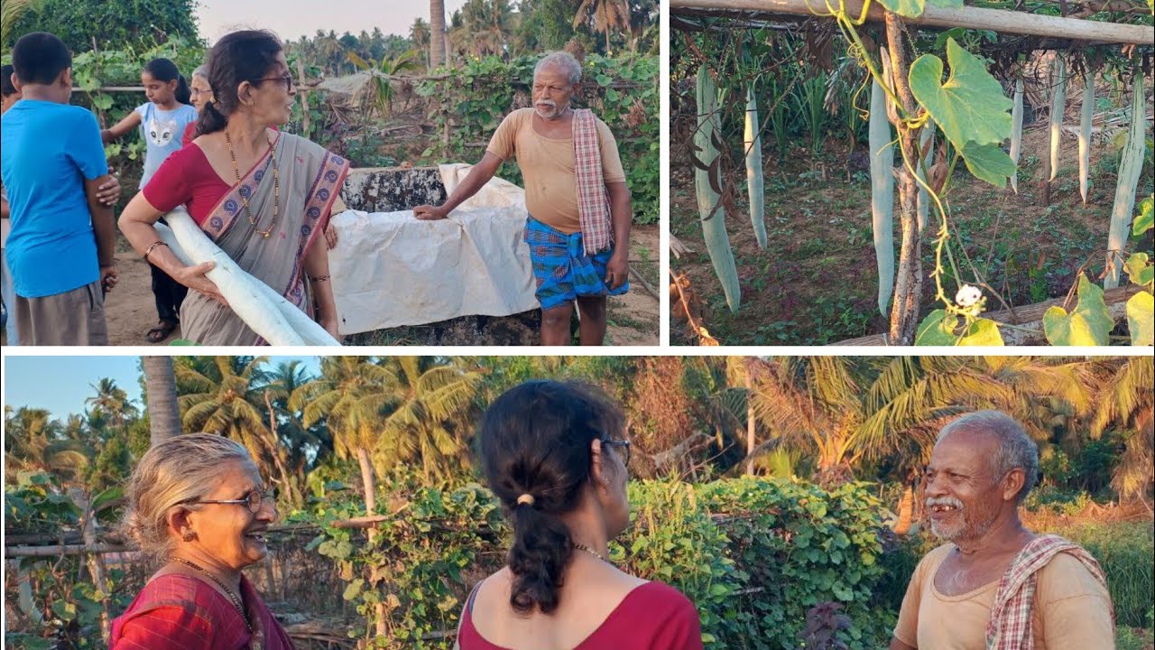 ತೊಳಶು ಗೌಡರು ಸಾವಯವ ರೀತಿಯಲ್ಲಿ ಬೆಳೆದ ತರಕಾರಿ ನೋಡೋಣ ಬನ್ನಿ 