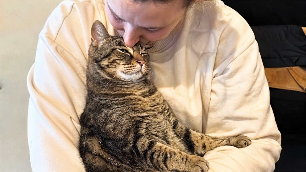 Shelter Cat's Reaction When Someone Finally Hugged Her