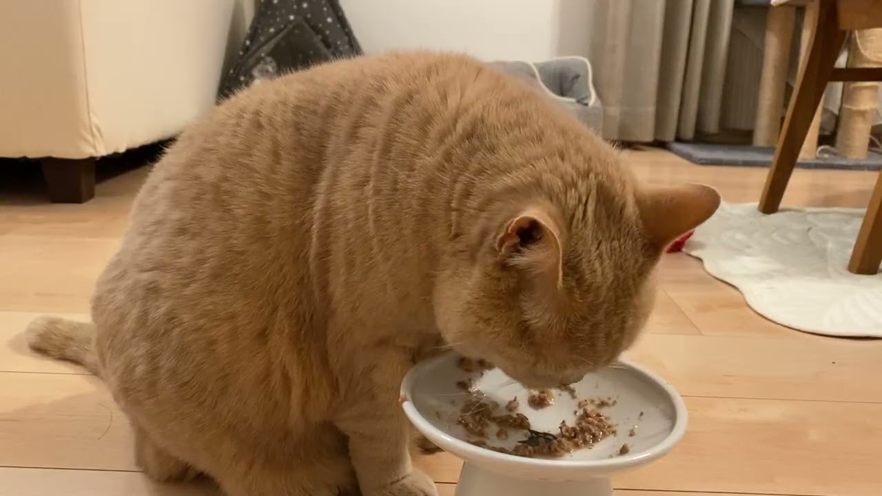 ミルクのご飯タイム　その2
