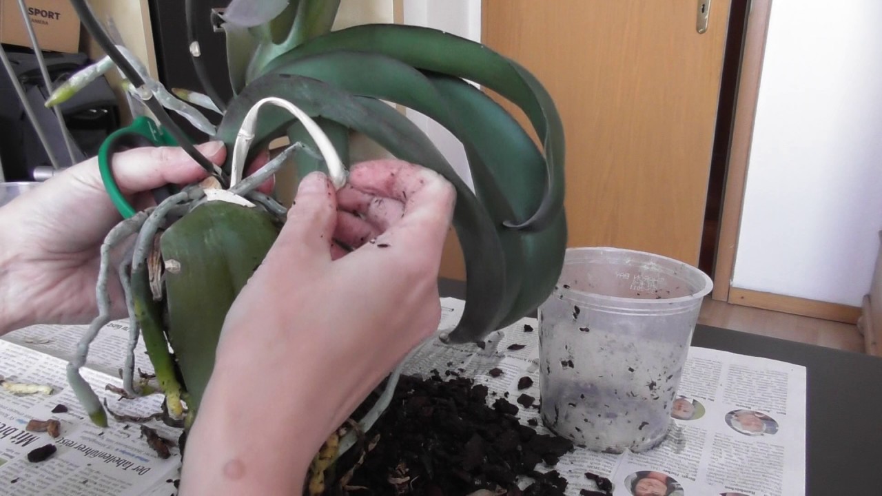 Orchidee umtopfen und durch Kindel vermehren
