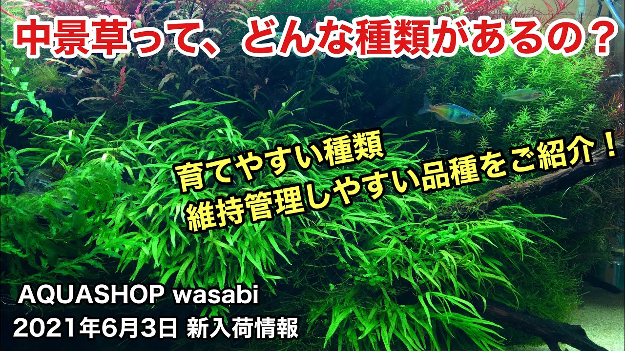 水草レイアウト水槽の中景草をご紹介！AQUASHOP wasabi２０２１年６月３日新入荷情報ＡＤＡネイチャーアクアリウム立ち上げ初心者、水草水槽の作り方、水草の種類、前景草、後景草、活着水草、シダ