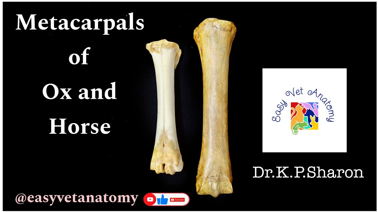 Study of Metacarpals of Ox and Horse|| Veterinary Osteology|| Dr. K.P.Sharon Nancy Nikhila