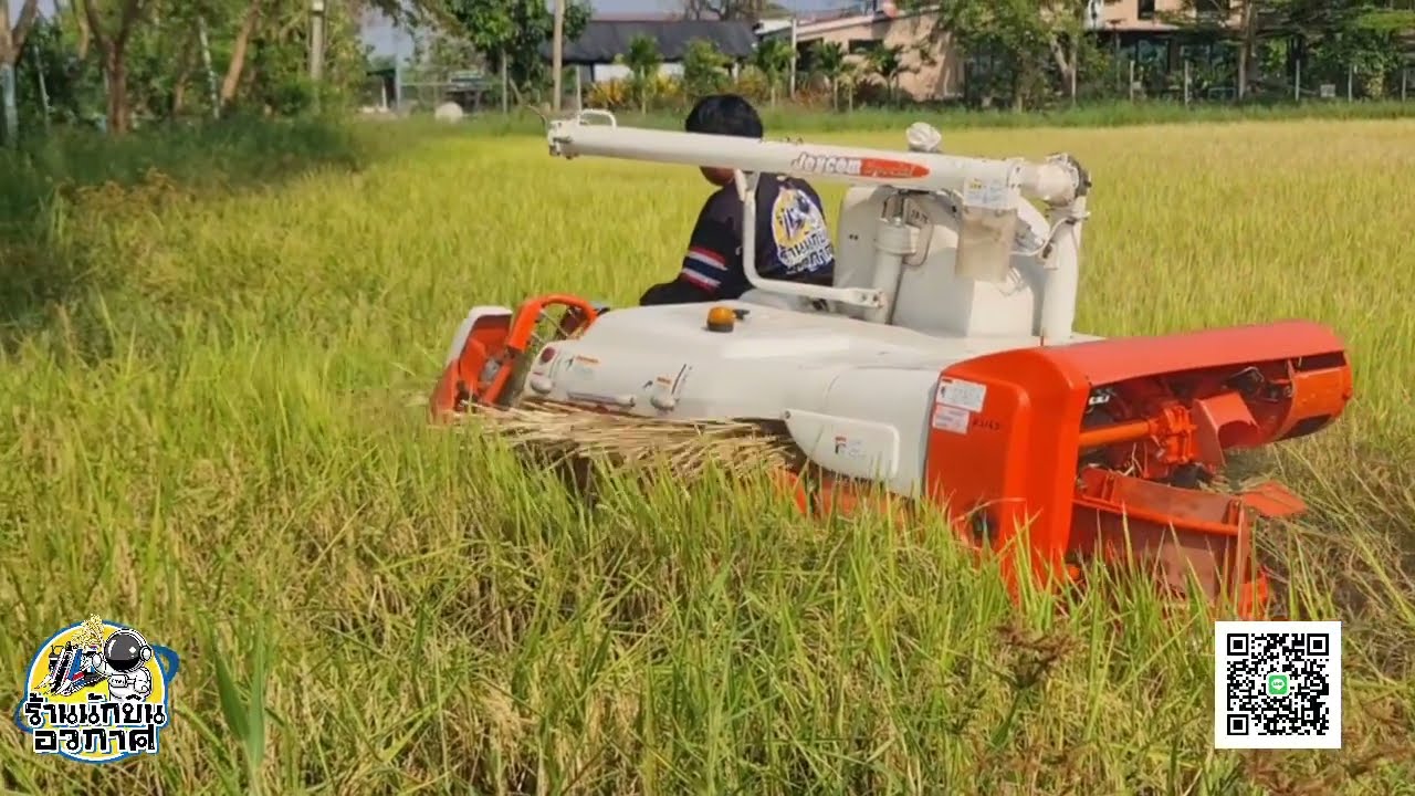 เกี่ยวข้าวลงนาจริงๆ คนจริงไม่พูดเยอะทำให้ดูเลย